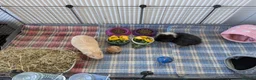 Guinea Pig rodents for sale: Pair of Male Guinea Pigs for Sale - Advert 6
