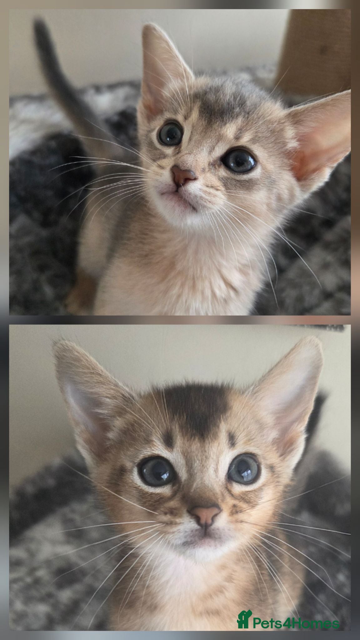 Abyssinian cats ⚜️Last 2 kittens -Beautiful Abyssinian Kittens🏆 - Advert 2