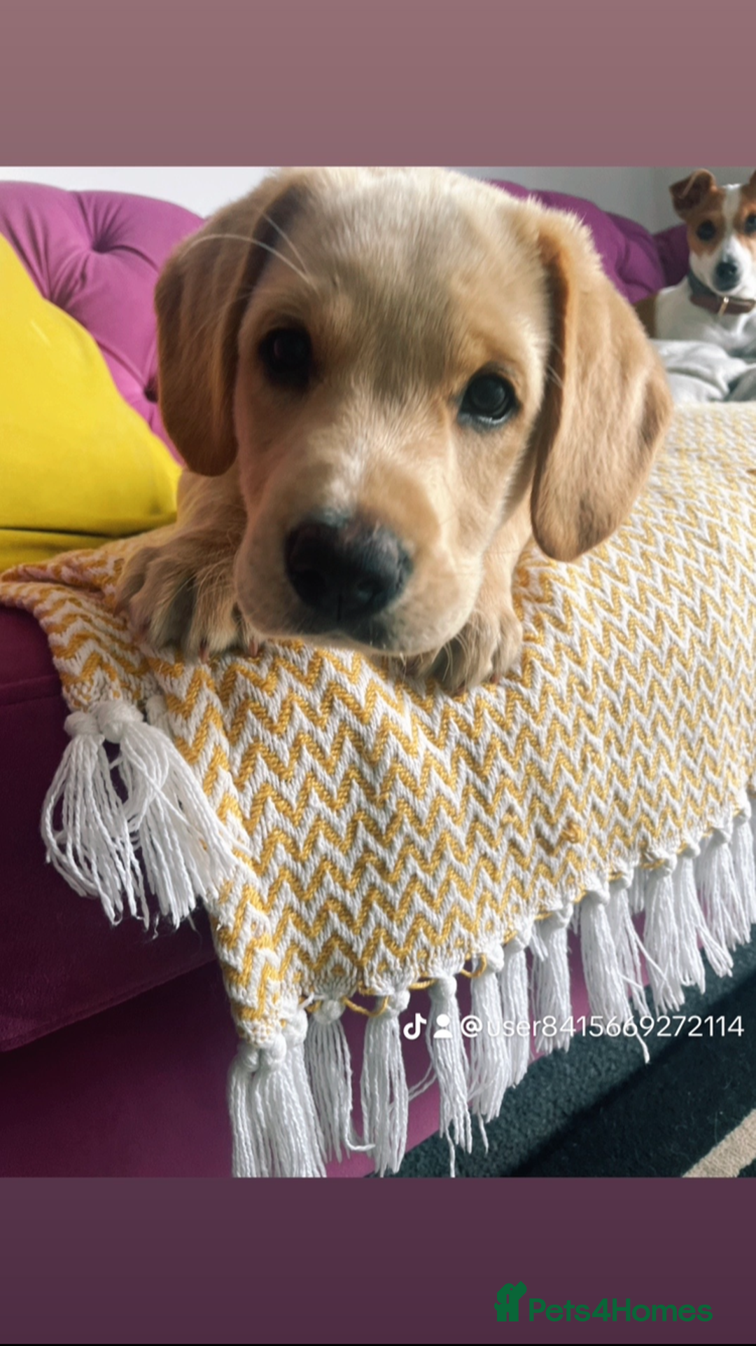 Labrador Retriever dogs for stud: Working Line Golden Labrador - Advert 3