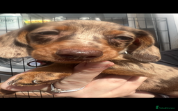 Dachshund dogs for sale: READY TO GO Dachshund Puppies dapple+chocolate - Image 26