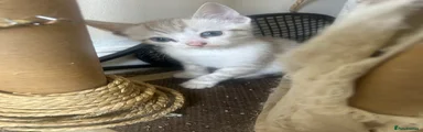 Bengal 7