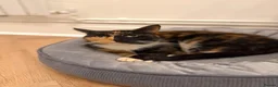 Mixed Breed cats for sale: Kittens ready now  - Advert 1