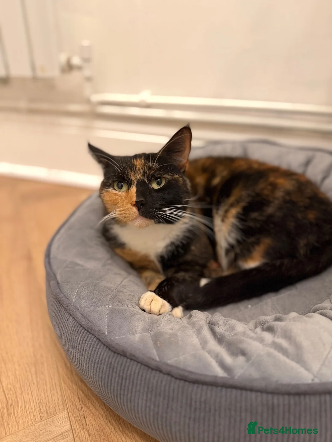 Mixed Breed cats for sale: Kittens ready now  - Advert 1