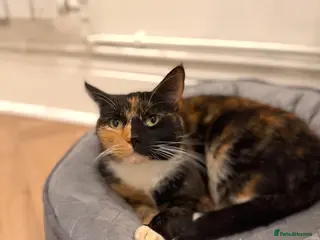 Mixed Breed cats Kittens ready now - Advert 2
