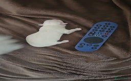 Maltese dogs for sale: 2 gorgeous Maltese boys - Image 2