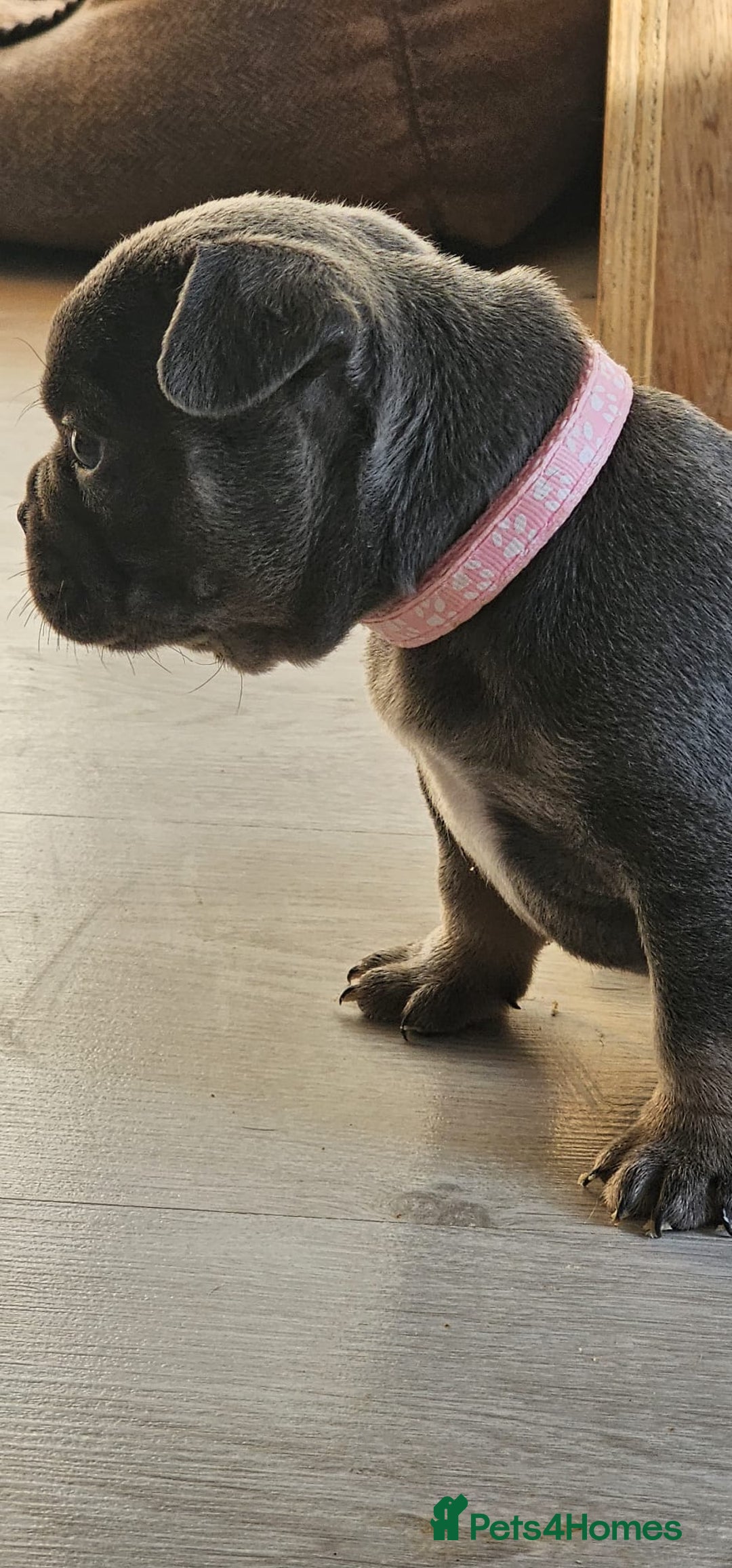 French Bulldog dogs for sale: KC REGISTERED BLUE & TAN FRENCHIES BOYS & GIRLS - Image 15