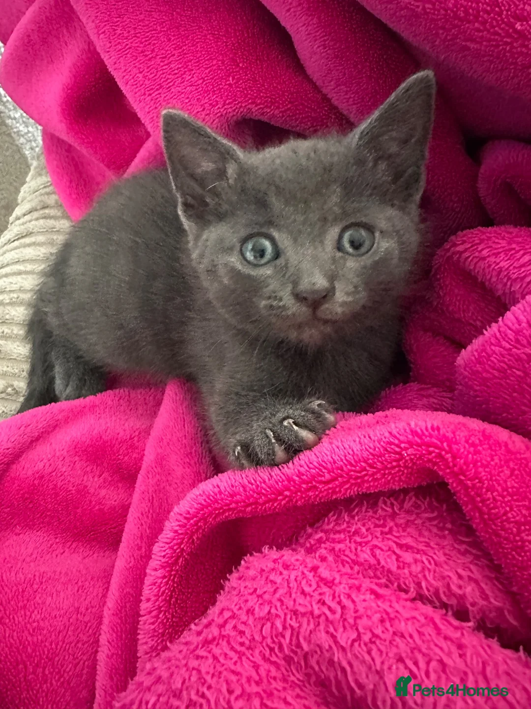 Mixed Breed cats for sale: Grey male kitten - Advert 10