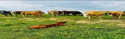 Rhodesian Ridgeback dogs for sale: European Champion Pedigree KC  in Retford - Advert 2