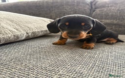 Miniature Dachshund dogs for sale: Miniature Black and Tan Daschund puppies for sale - Image 6
