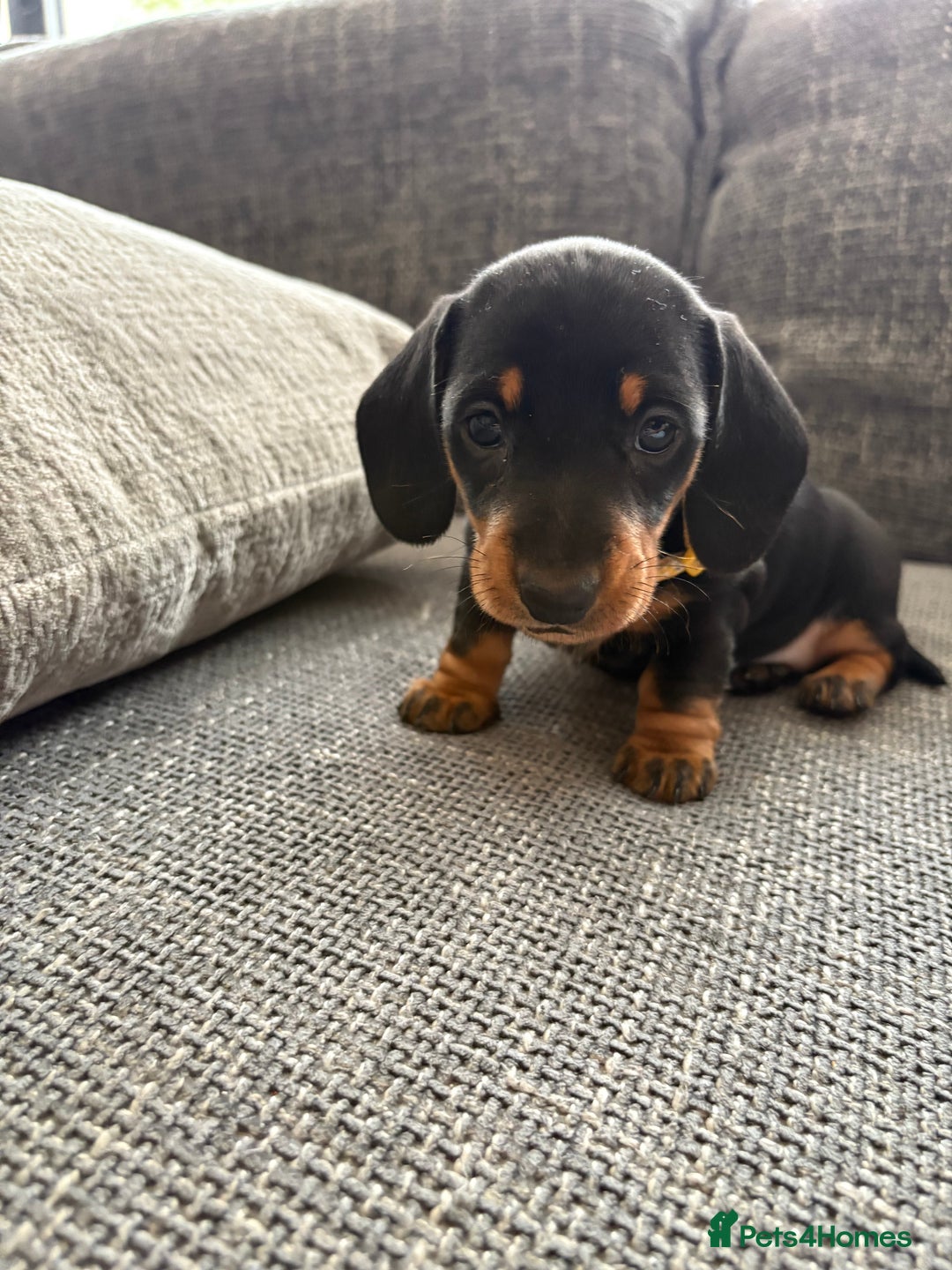 Miniature Dachshund dogs for sale: Miniature Black and Tan Daschund puppies for sale - Image 6