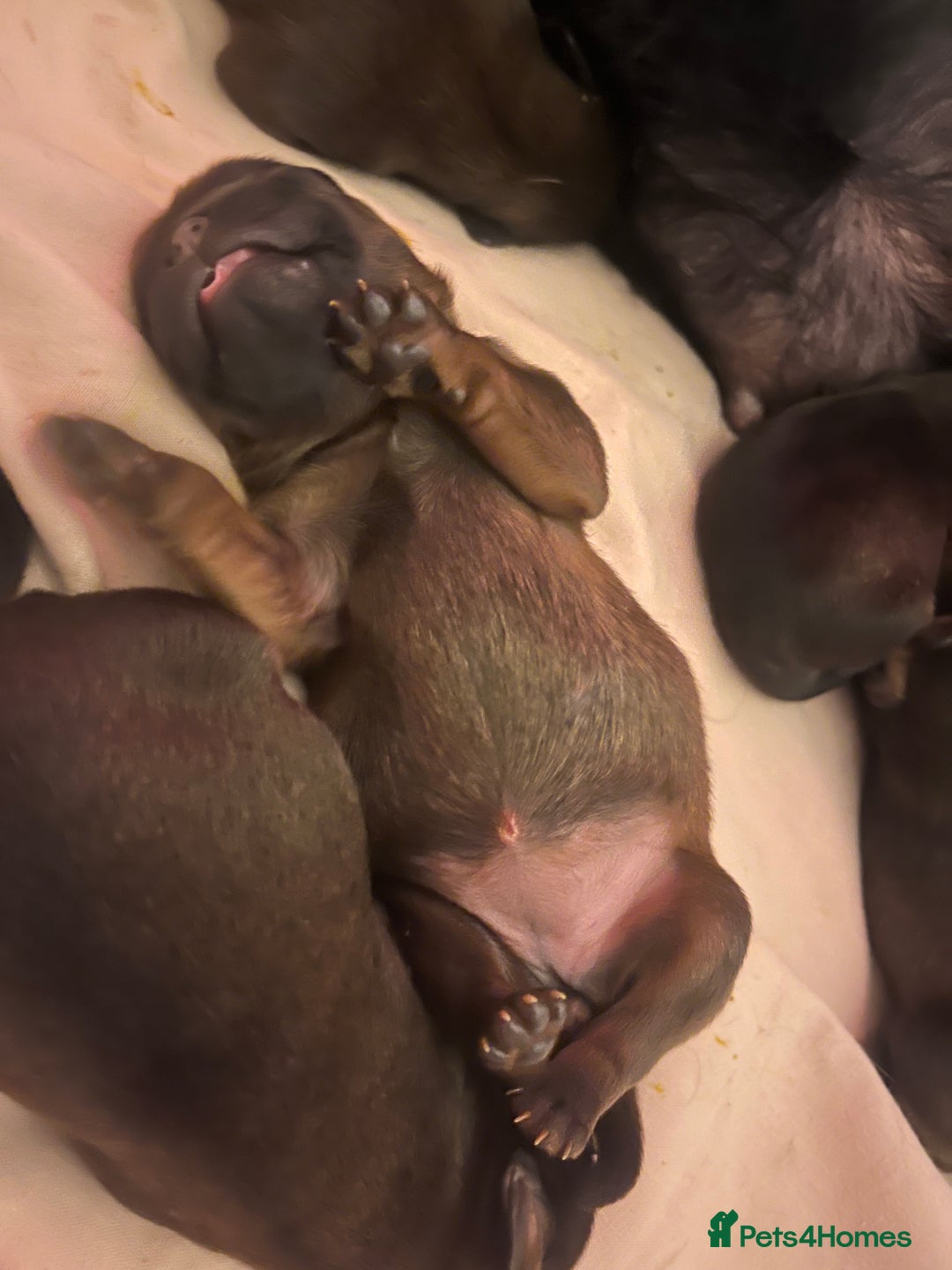 Griffon Bruxellois dogs for sale: Griffon bruxillious pup  - Image 10