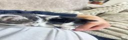 British Shorthair cats for sale: 2 kittens about 6 weeks old currently in Bolton - Advert 3