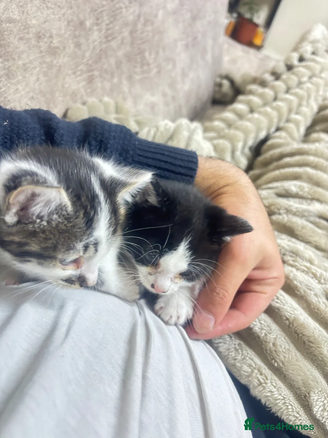British Shorthair cats for sale: 2 kittens about 6 weeks old currently in Bolton - Advert 3