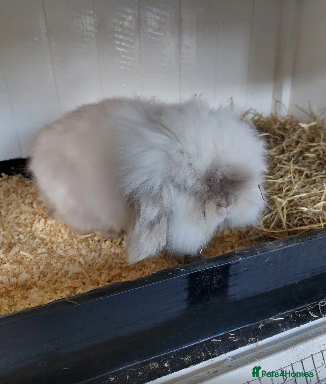 Mini Lion Lop rabbits for sale: Mini lion lop babies - Advert 7