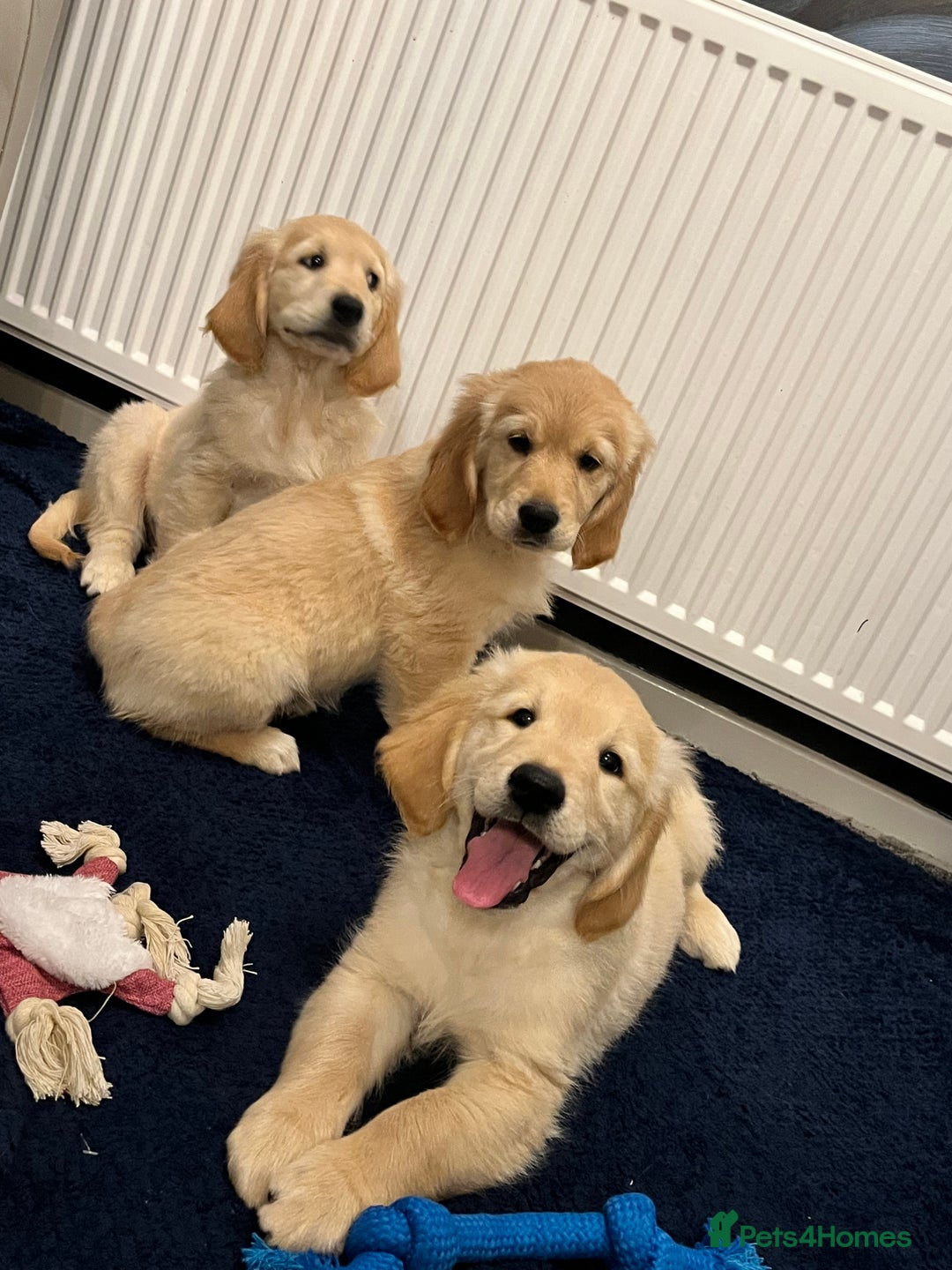 Golden Retriever dogs for sale: Golden retriever puppies - Advert 12