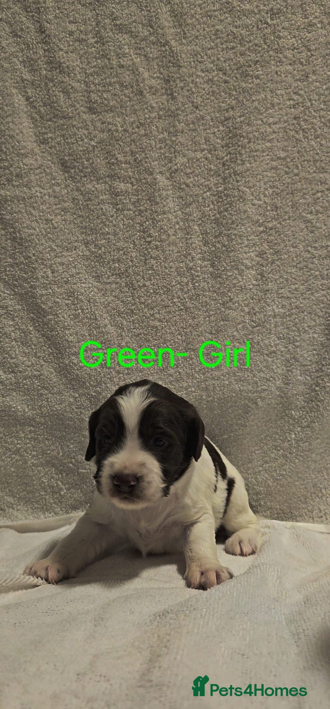Sprocker dogs for sale: Adorable Sprocker Puppies  - Image 8