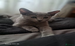 Russian Blue cats for sale: TICA Russian Blue Kittens Pedigree - Image 4