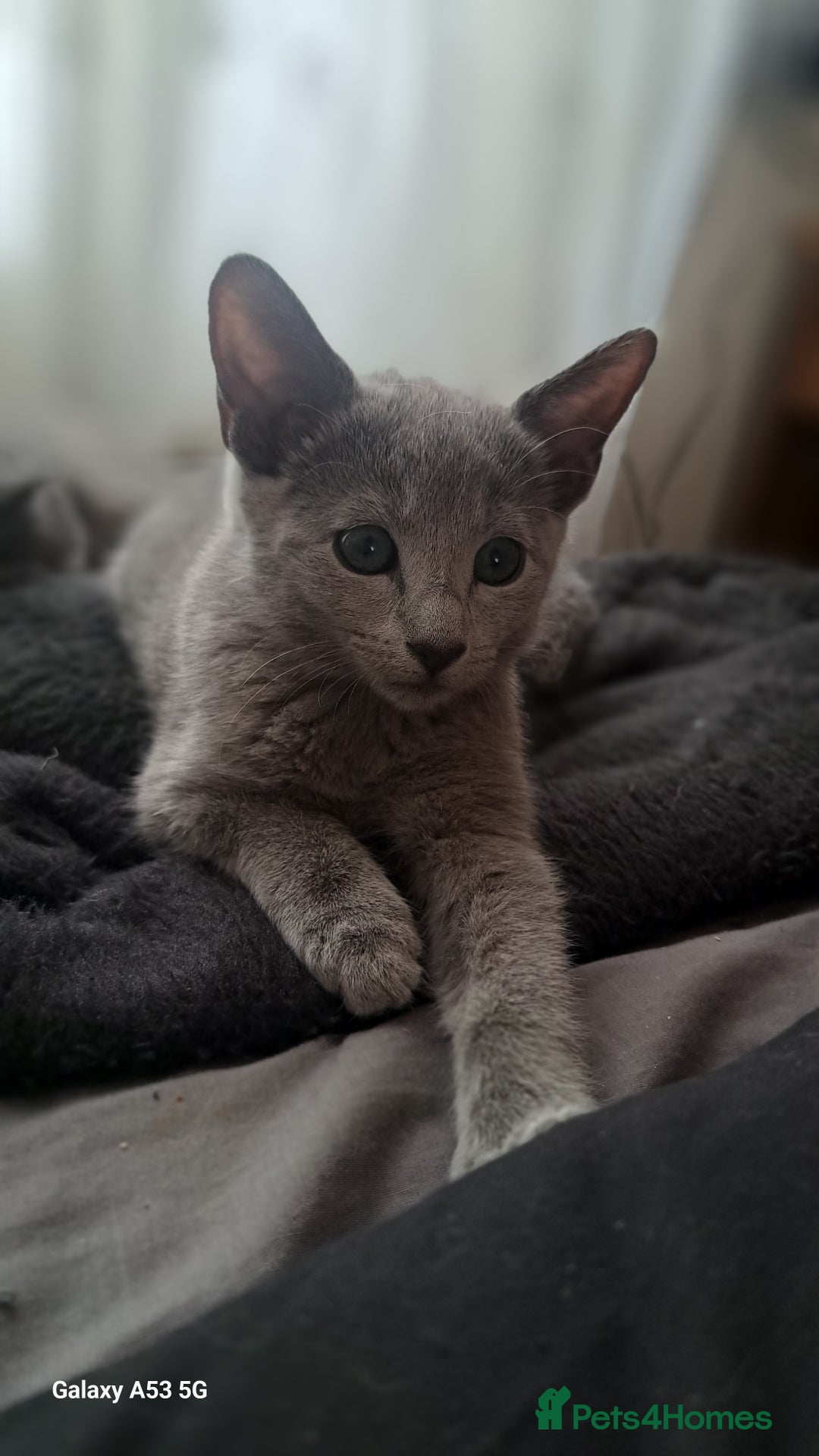 Russian Blue cats for sale: TICA Russian Blue Kittens Pedigree - Image 4