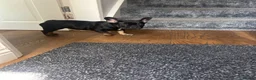French Bulldog dogs for sale: Last fluffy carrying French bulldog girl - Advert 6