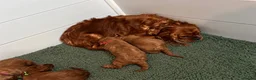 Cavapoo dogs for sale: 5 STAR LICENSED BREEDER BEAUTIFUL RED F1 CAVAPOOS - Advert 29