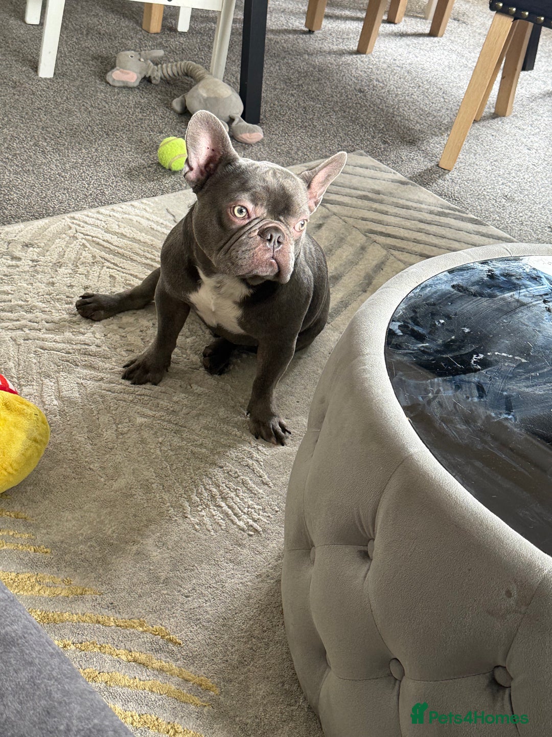 French Bulldog dogs for sale: French bulldog  - Image 3