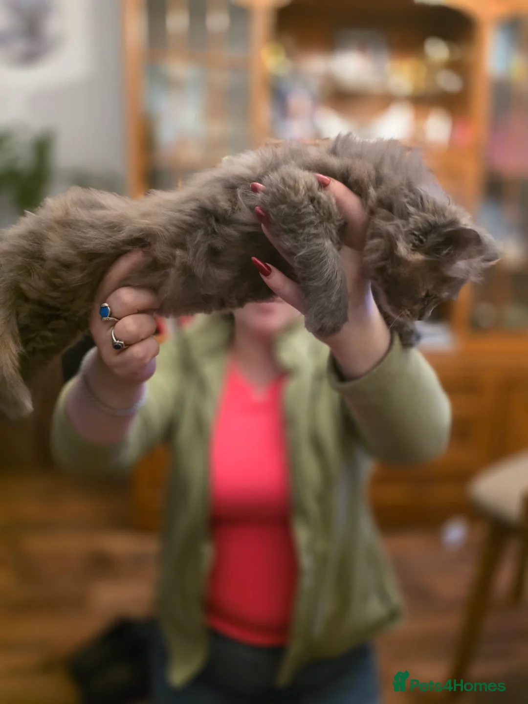 Maine Coon cats for sale: XL Maincoon kittens - Advert 14