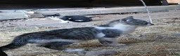Mixed Breed cats for sale: 4 mixed breed barn kittens in Doncaster - Advert 4