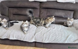 Siberian cats for sale: Purebred- Hypoallergenic Siberian Kittens - Image 10