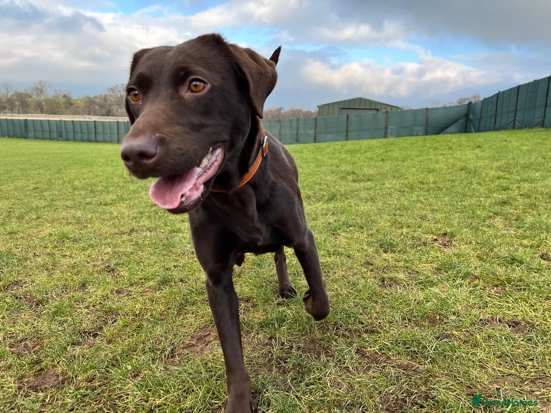 Labrador Retriever dogs for sale: Extensively Health Tested Chocolates  - Advert 9