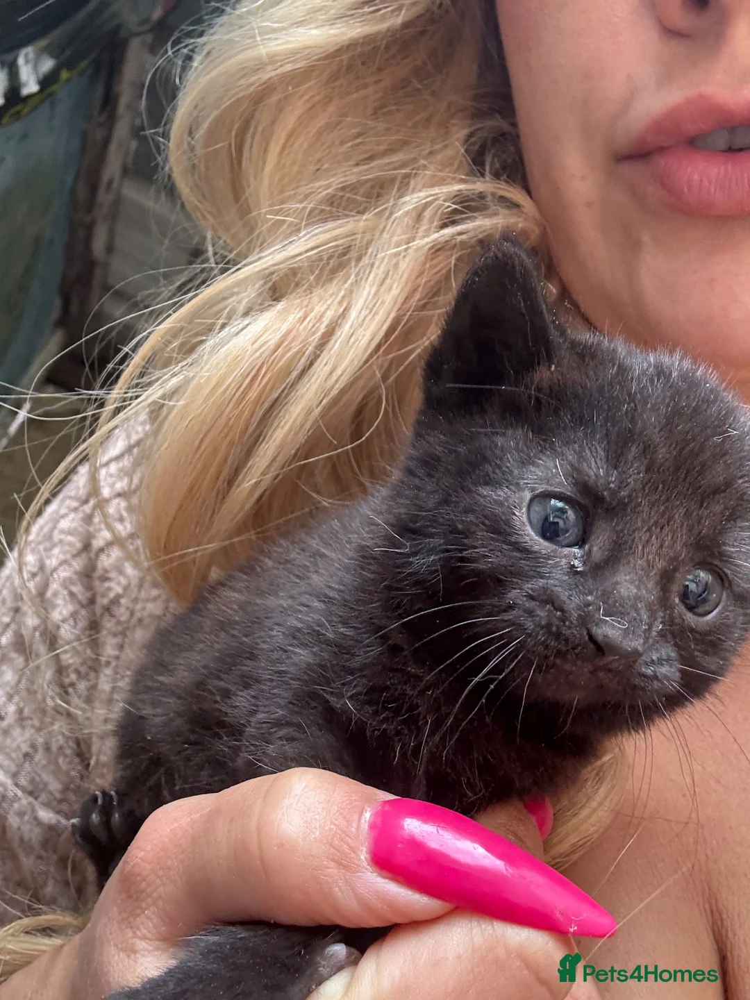 Mixed Breed cats for sale:  ** s to good homes in Spalding - Advert 2