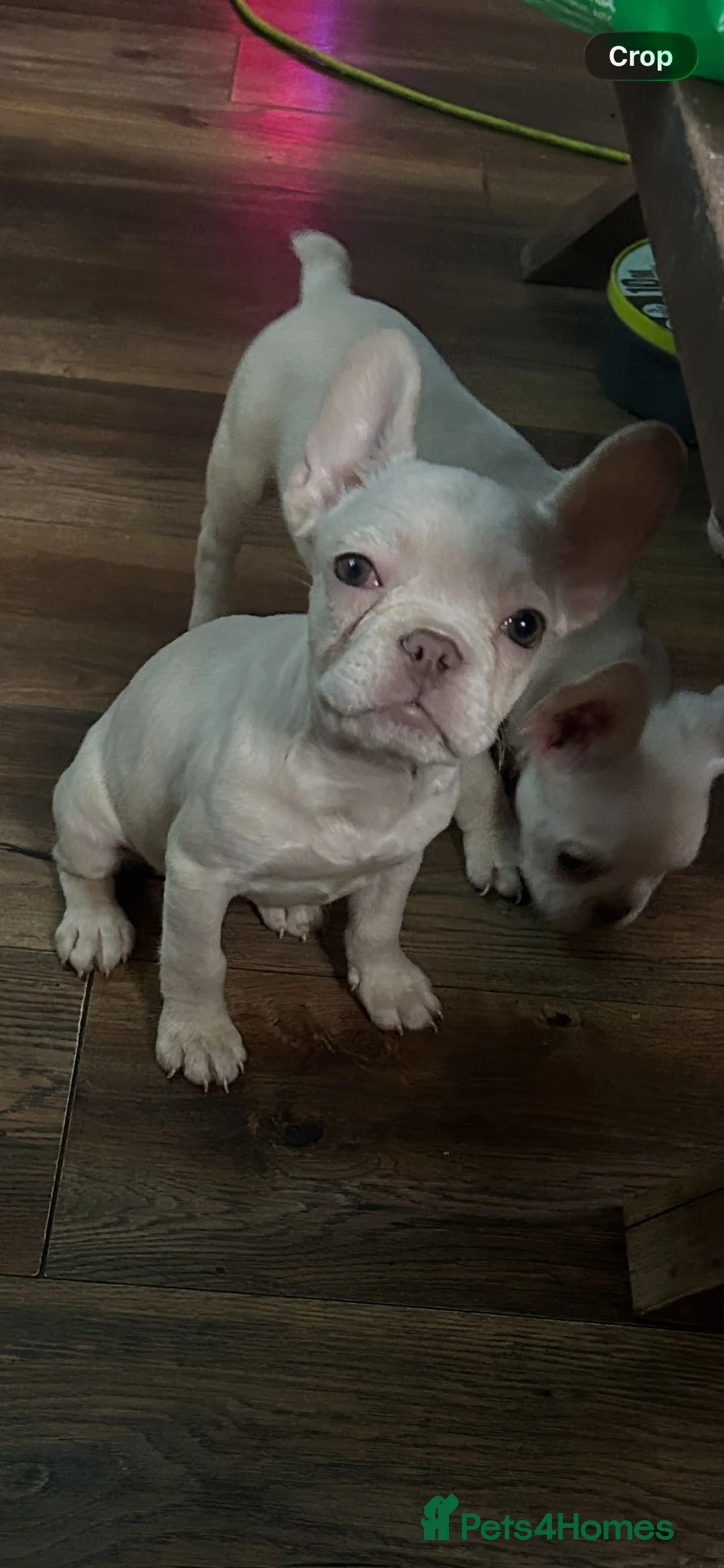 French Bulldog dogs for sale: platinum french bulldog girls kc registered  - Advert 10