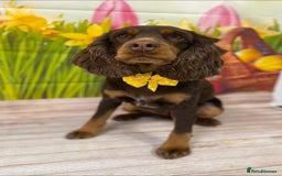 Cockapoo dogs for sale: Adorable Chocolate Cockapoos  - Image 9