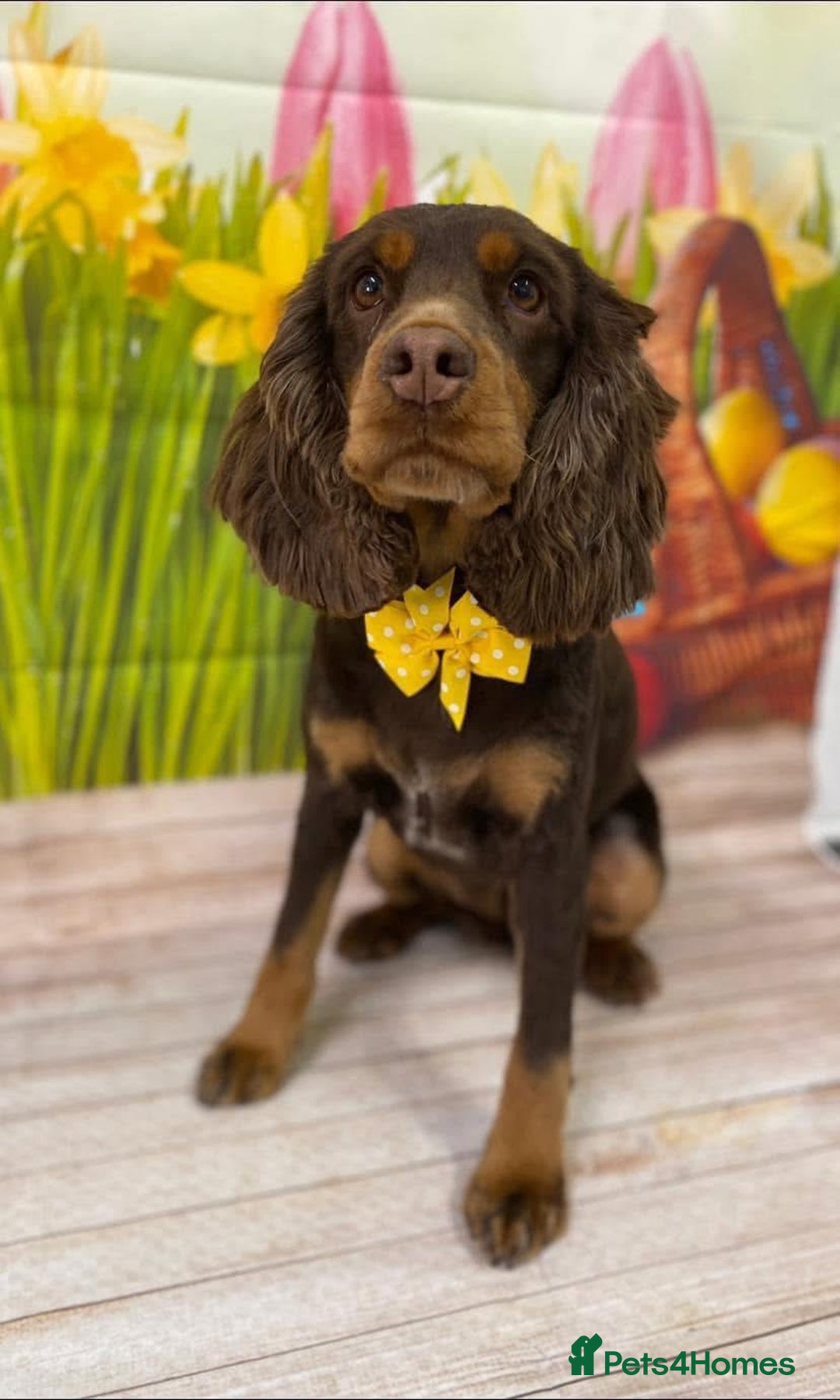 Cockapoo dogs for sale: Adorable Chocolate Cockapoos  - Image 9