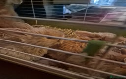 Mini Lion Lop rabbits for sale: Baby lop lionheads  - Image 4