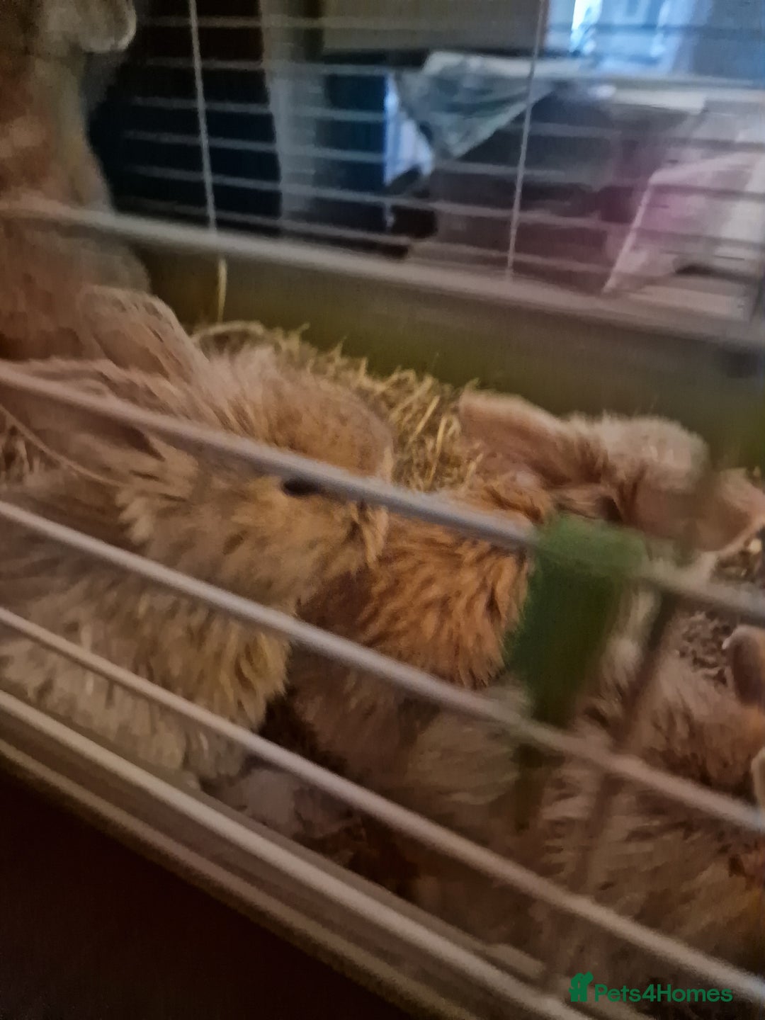 Mini Lion Lop rabbits for sale: Baby lop lionheads  - Image 4