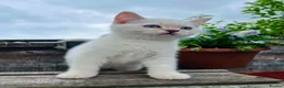 Scottish Fold cats for sale: Beautiful Scottish kitties  - Advert 6