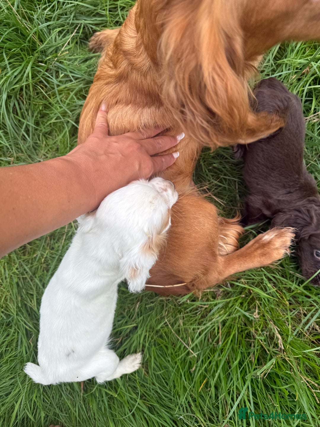 Cocker Spaniel dogs for sale: Worker cocker spaniel puppies for sale  - Image 17