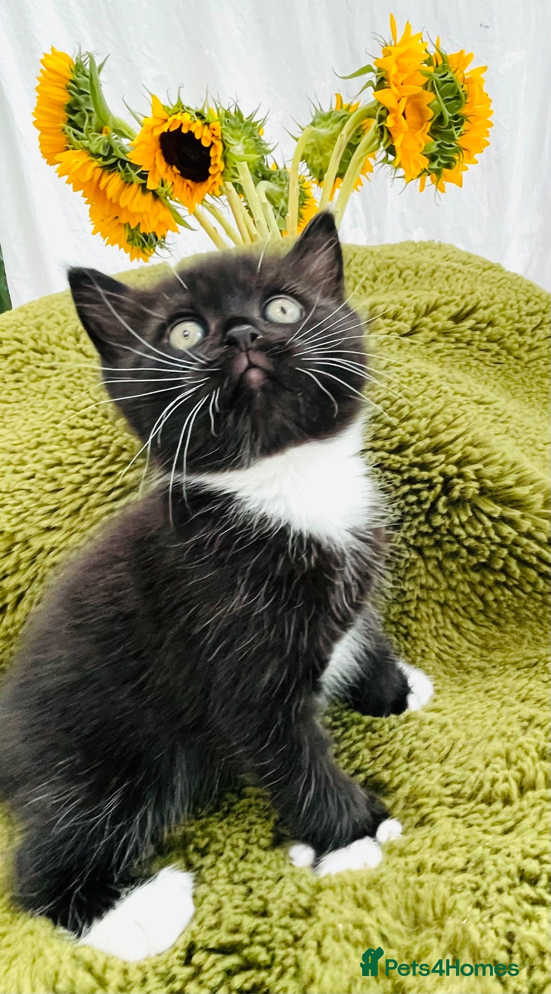 Himalayan cats Last 3 rare Himalayan kittens ready to go  - Advert 1