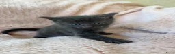 Mixed Breed cats for sale: Beautiful Kittens For Sale  - Advert 18