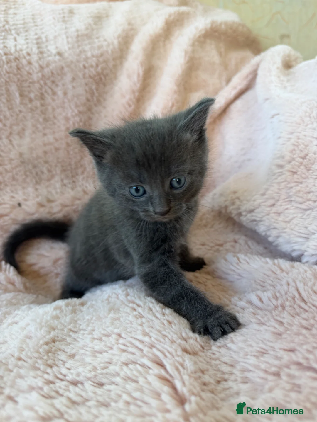 Mixed Breed cats for sale: Beautiful Kittens For Sale  - Advert 18