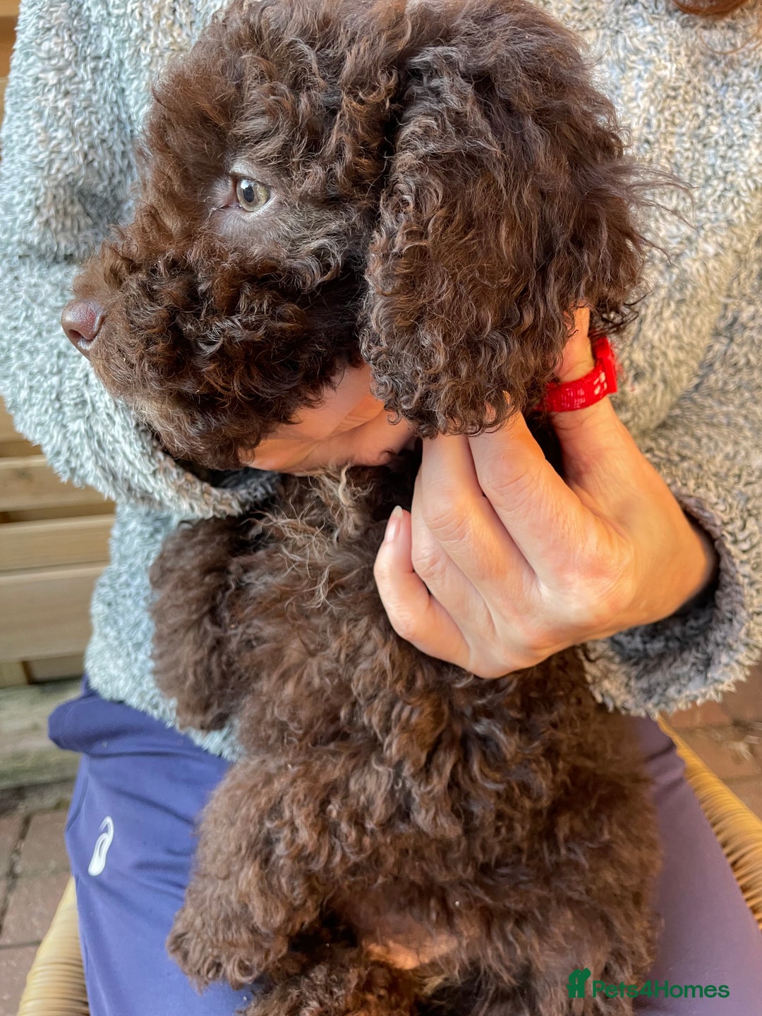 Miniature Poodle dogs for sale: Gorgeous Miniature Poodle puppies  - Advert 12