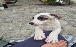 Mixed Breed dogs for sale: 🐶 Staffy x Japanese Akita Puppies 🐶 in Weston-super-Mare - Image 12