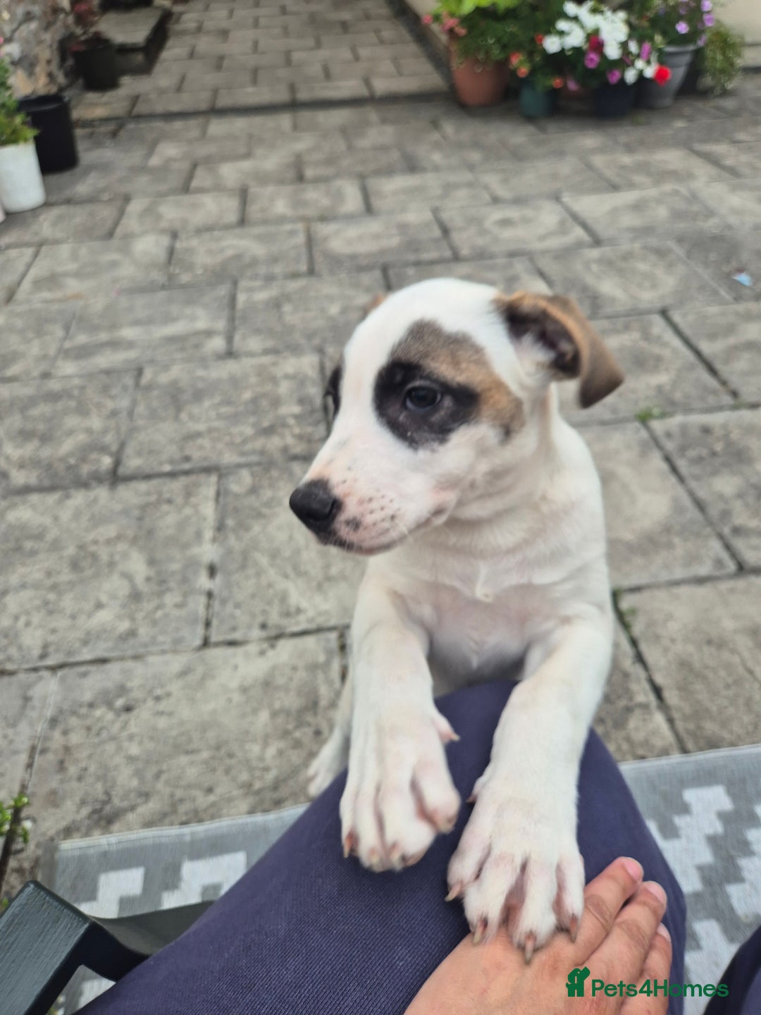 Mixed Breed dogs for sale: 🐶 Staffy x Japanese Akita Puppies 🐶 in Weston-super-Mare - Image 12