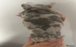 French Bulldog dogs for sale: Beautiful French bulldogs seek homes - Image 11