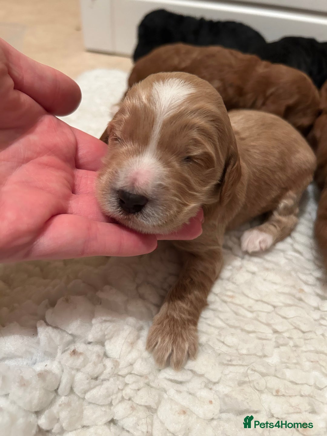 Mixed Breed dogs for sale: Beautiful miniature labradoodle puppies  - Advert 27