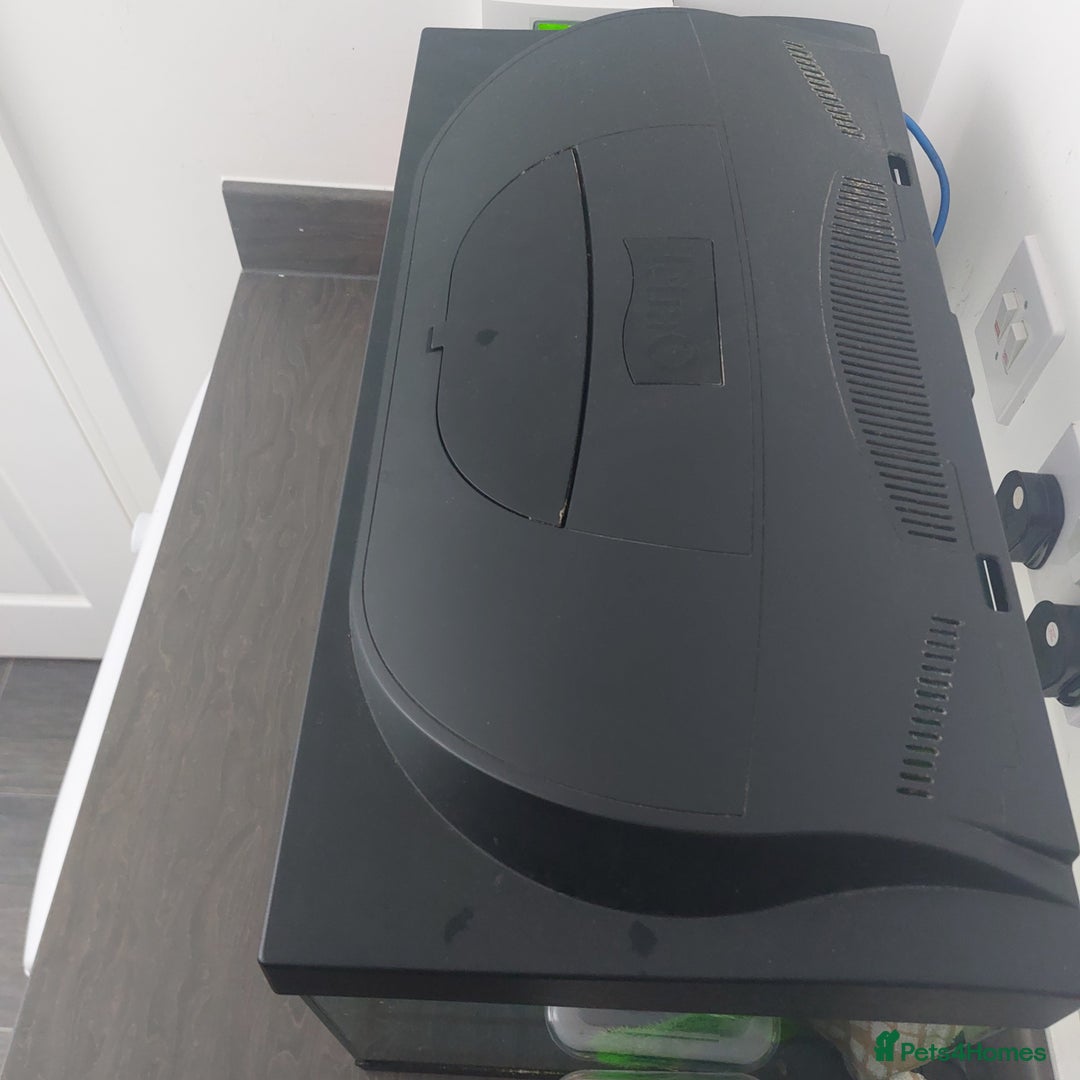 Other/Mixed Breed fish for sale: Axolloti - Advert 6