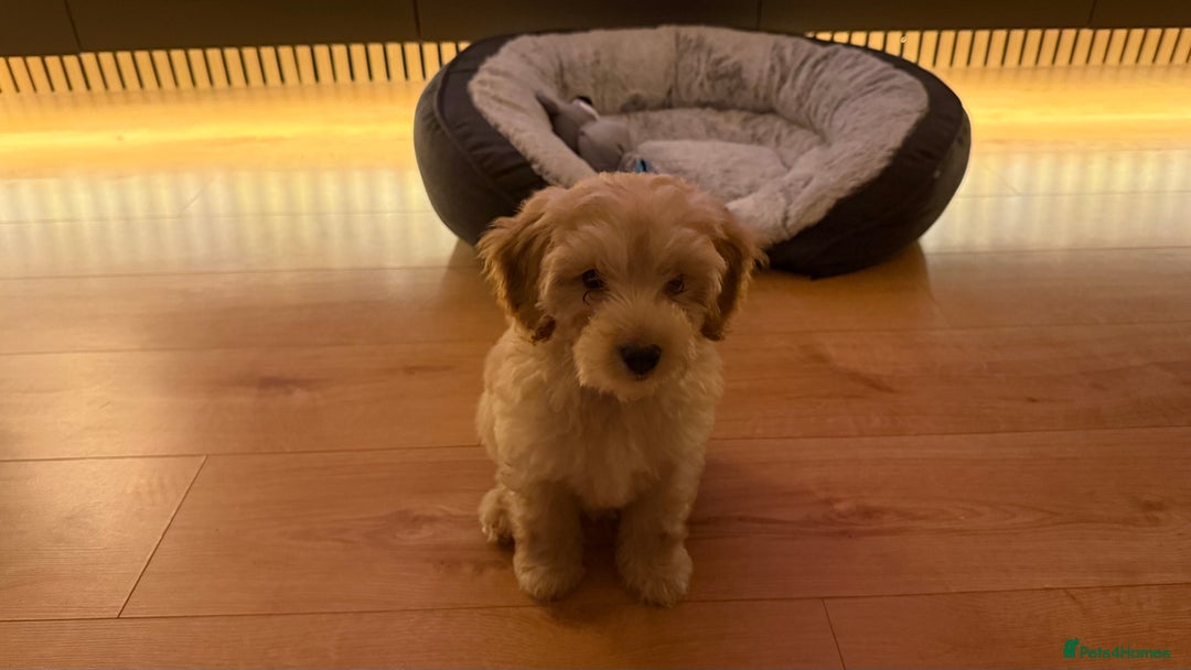 Cockapoo dogs for sale: Miniature Cockapoo Puppy (10 Weeks) - Advert 9