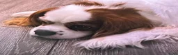 King Charles Spaniel dogs for sale: Loving King Charles Pup - Advert 9