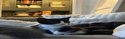 Mixed Breed cats for sale: 4 KITTENS BRYNMAWR  - Advert 3