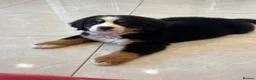Bernese Mountain Dog dogs for sale: Kc Bernese mountain pups  - Advert 7